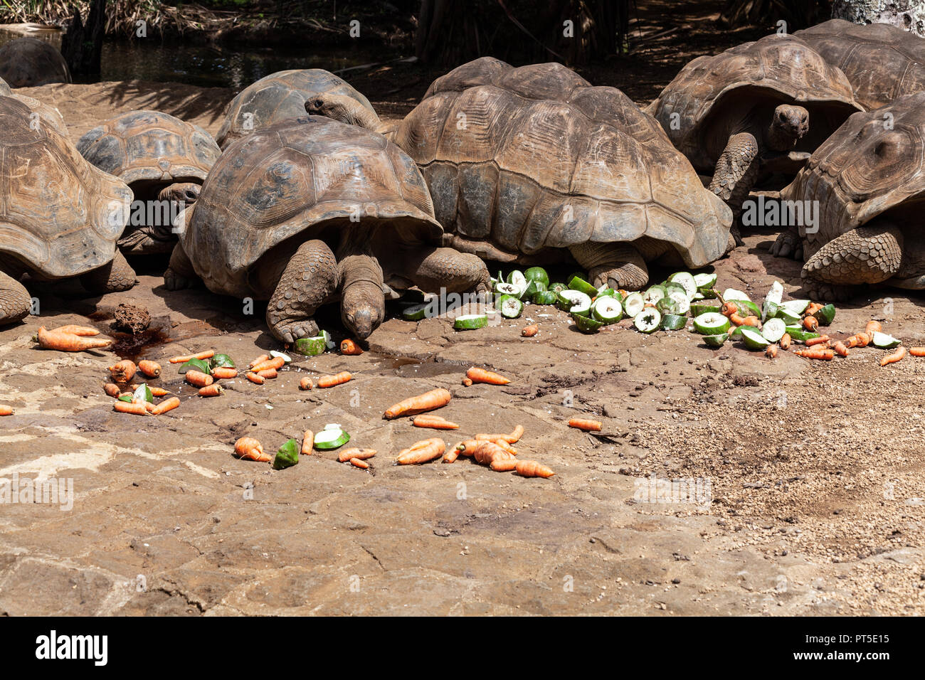 La Vanille Reptile park, Soillac, Mauritius Stock Photo
