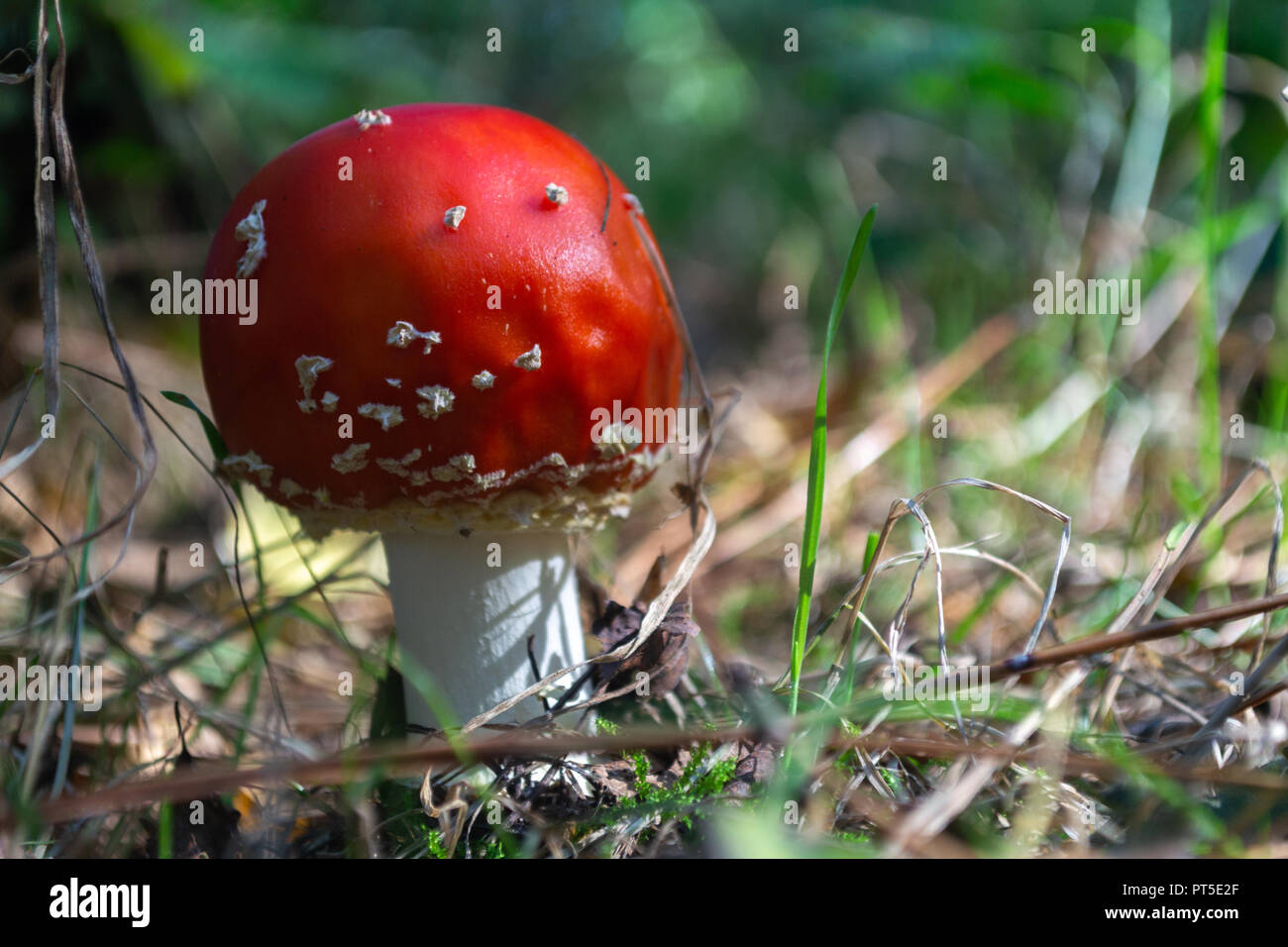 A close up of a toadstool in the forest showing deep red colour with white flecks Stock Photo