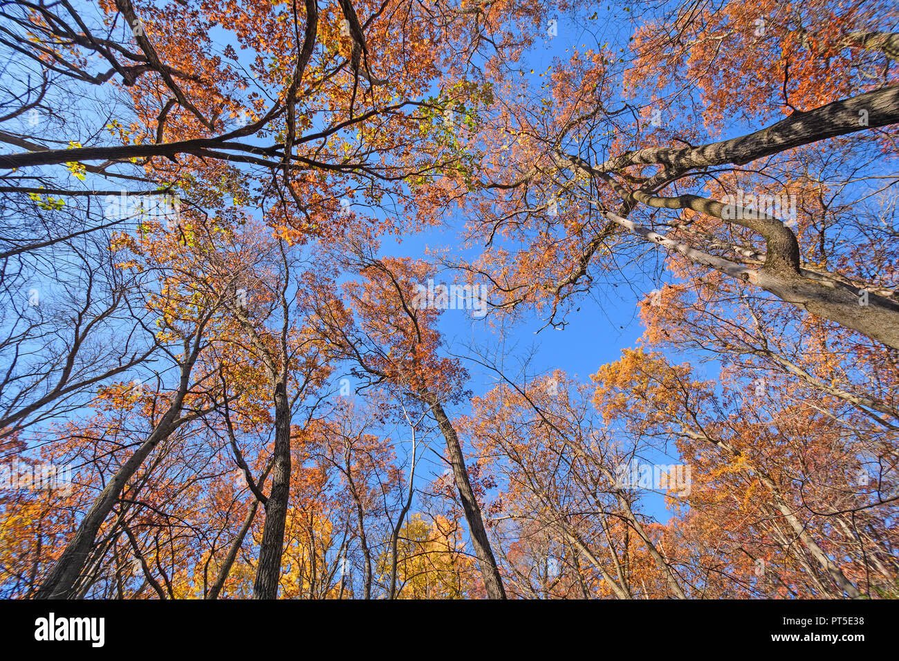 Looking up into Giants in the Fall in Afton State Park in Minnesota