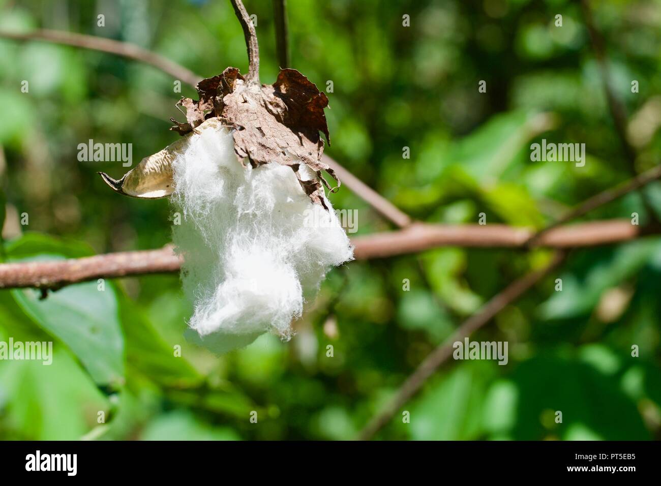 Cotton flower in Amazon, river Madre de Dios Stock Photo