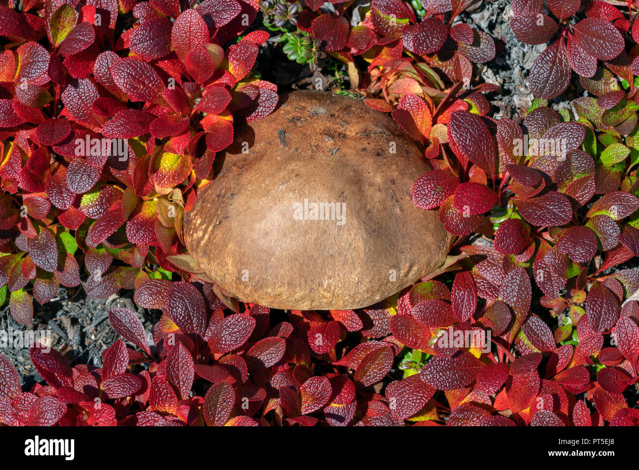 Growing wild edible mushroom Leccinum scabrum surrounded by dark red creeping deciduous shrub Arctostaphylos alpina in autumn dress in sunny weather. Stock Photo