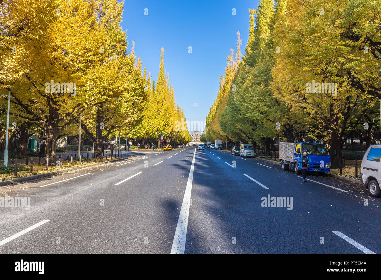 TOKYO, JAPAN NOVEMBER 21, 2014 Icho Namiki Street in Tokyo, Japan