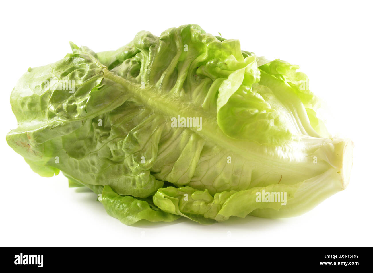 Romain Lettuce isolated on a white background Stock Photo