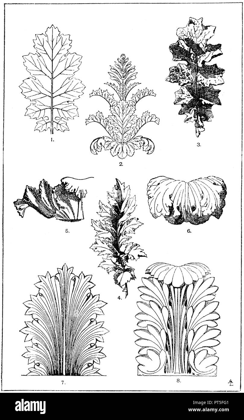 Acanthus leaf: 1st leaf of Acanthus mollis. (Jacobsthal). 2. Acanthus goblet with leaves and inflorescence of Acanthus mollis. (Jacobsthal). 3rd leaf of Acanthus mollis. (Raguenet). 4. Leaf of Acanthus spinosus. (Gewerbehalle). 5. Acanthus goblet, from a Greek stele coronation. (Raguenet). 6. Overfall of an acanthus leaf, from a Roman ornamental candelabrum, in the Museum of the Vatican. 7. Greek acanthus leaf. (Jacobsthal). 8. Roman acanthus leaf. The prototype is borrowed from a pillar capitol of the Pantheon in Rome. Characteristic and calculated on the effect of the long-range effect are t Stock Photo