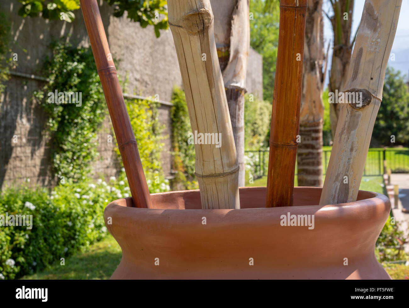 garden with green plants under palm trees Stock Photo Alamy