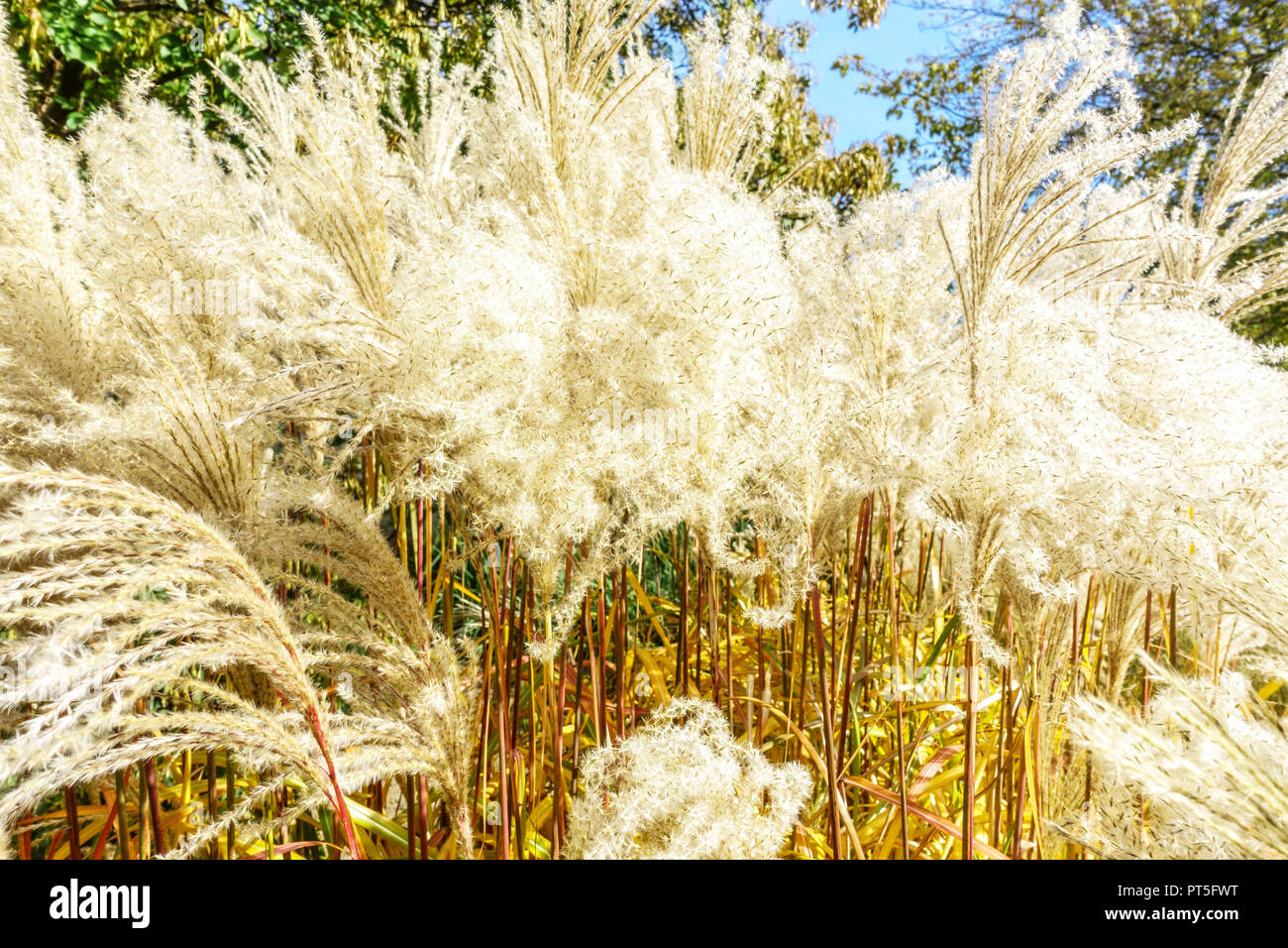 Miscanthus sinensis 'Malepartus', Chinese silver grass, seed heads Stock Photo