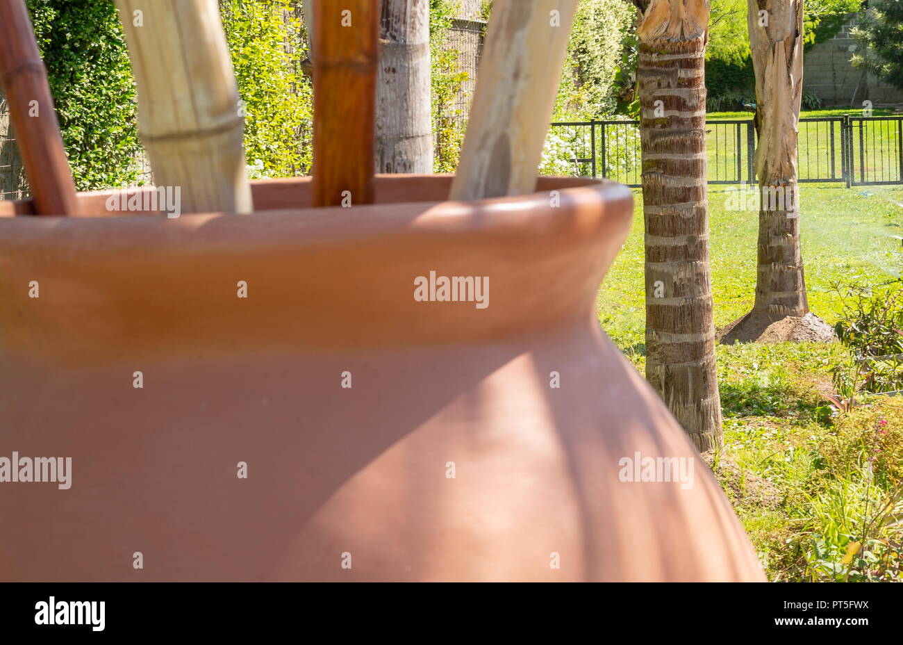 garden with green plants under palm trees Stock Photo Alamy