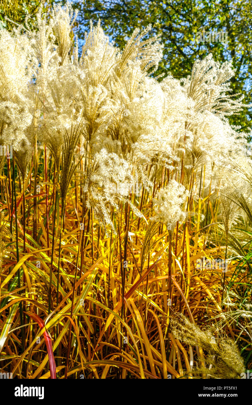 Miscanthus sinensis 'Malepartus', Chinese silver grass, seed heads ornamental grass Stock Photo