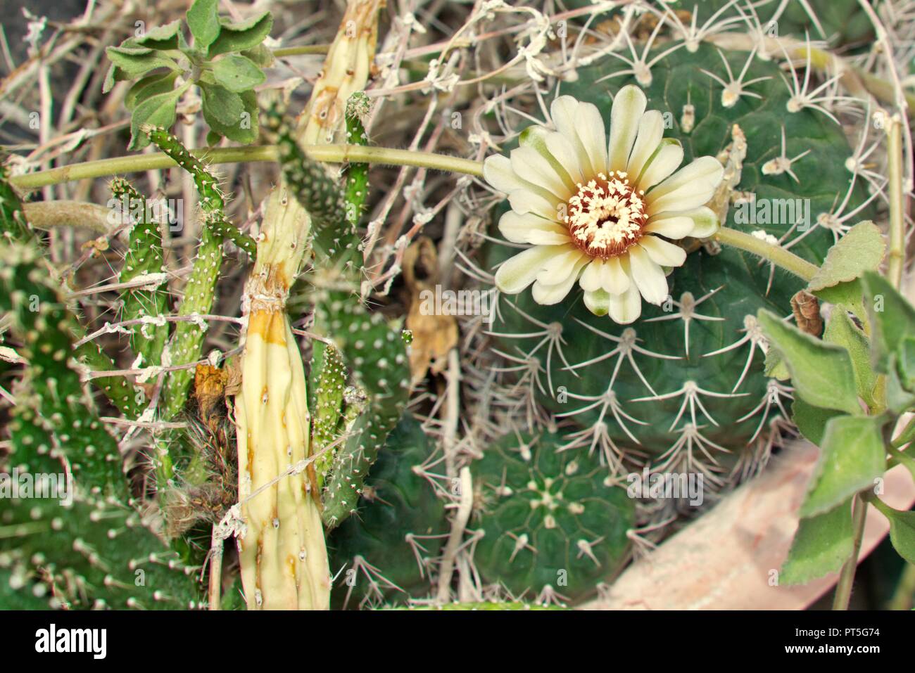 Cactus gymnocalycium hi-res stock photography and images - Alamy