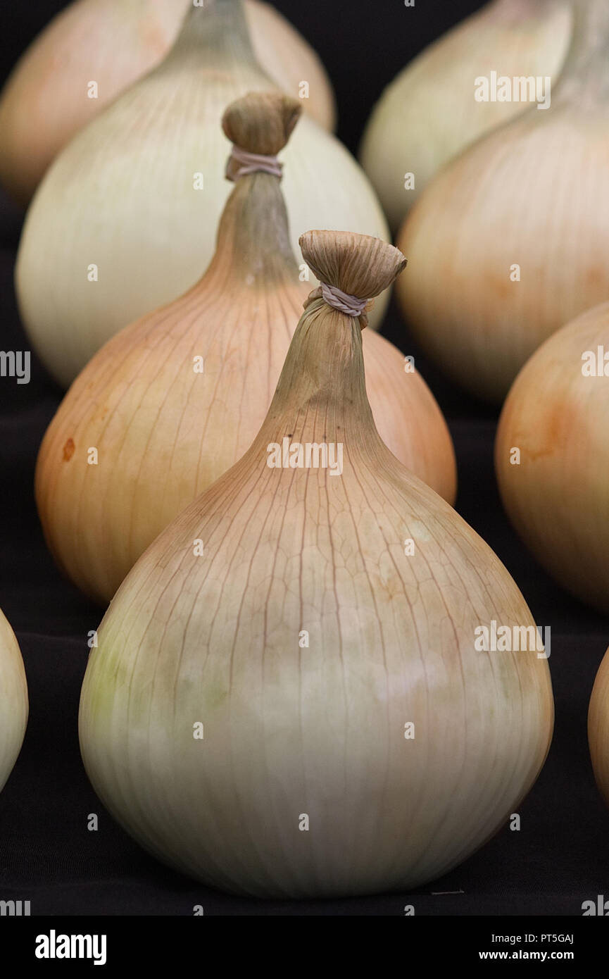 Mammoth Onion Stock Photo