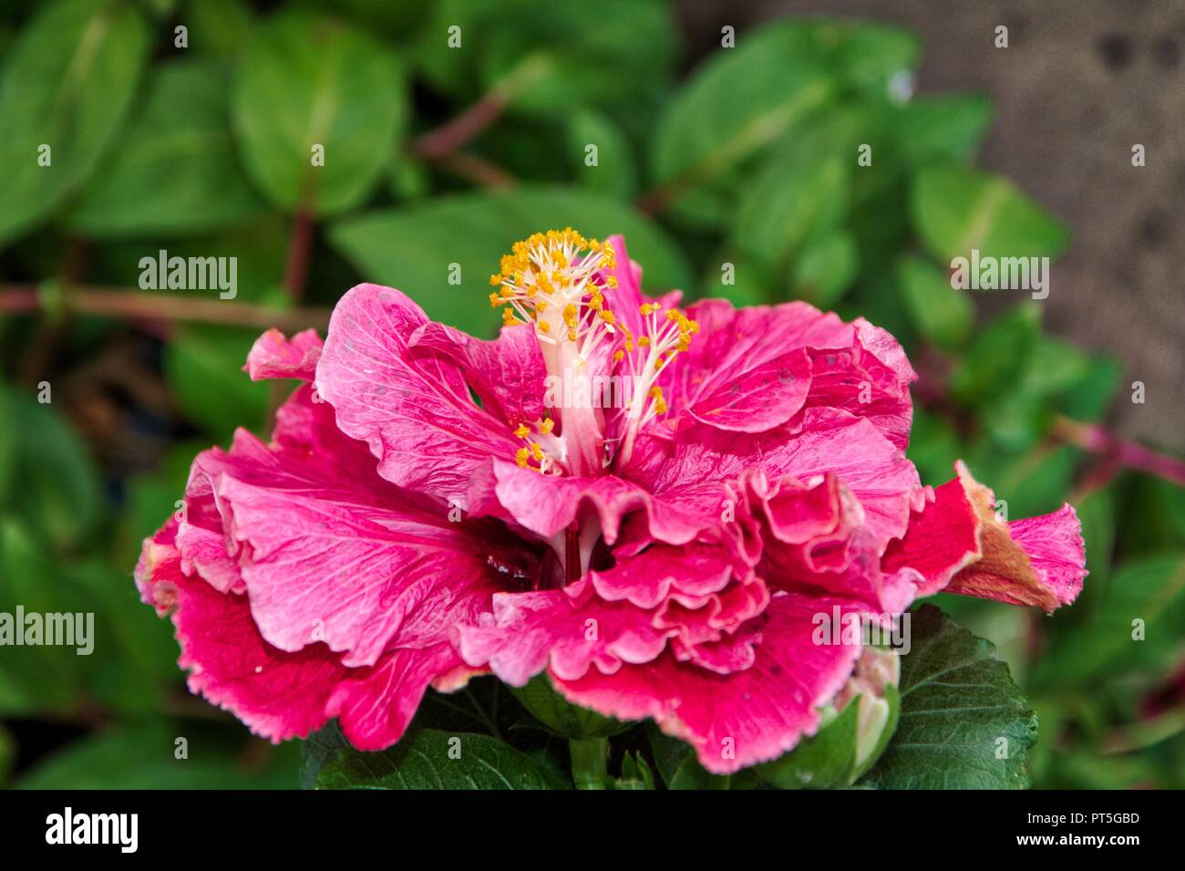 Hibiscus rosa-sinensis, China Rose Stock Photo