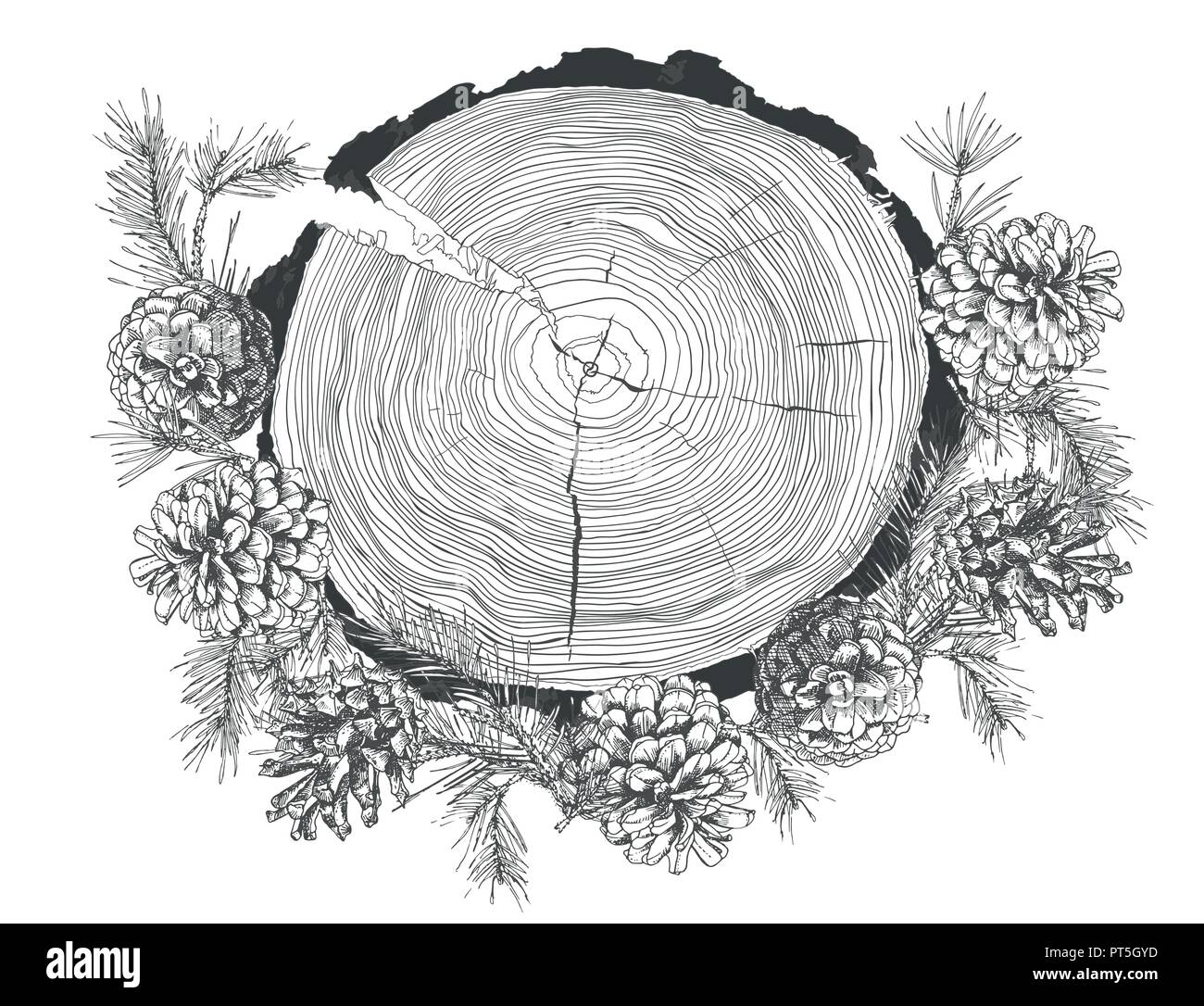 Realistic Botanical Ink Sketch Of Fir Tree Branches With