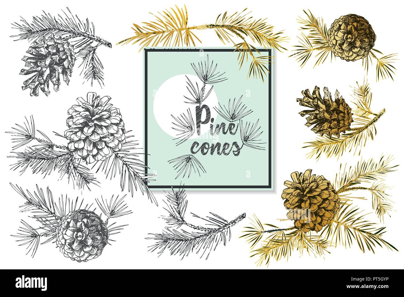 Set Realistic Botanical ink sketch of fir tree branches with pine cone ...