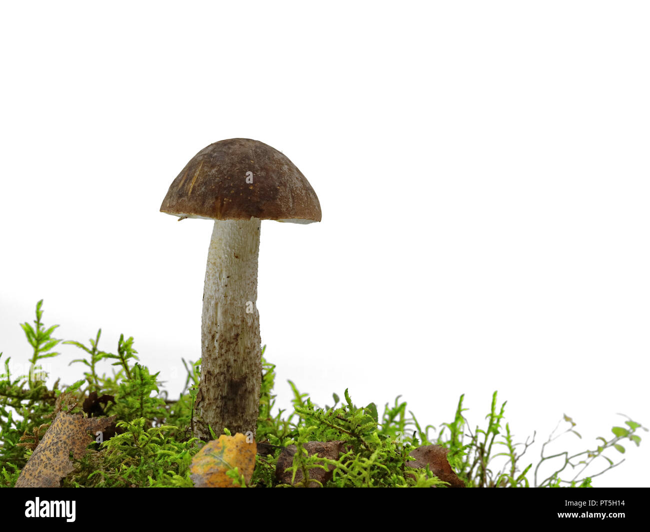 Mushroom Leccinum scabrum, birch boletus with moss isolated on white background, copy space Stock Photo