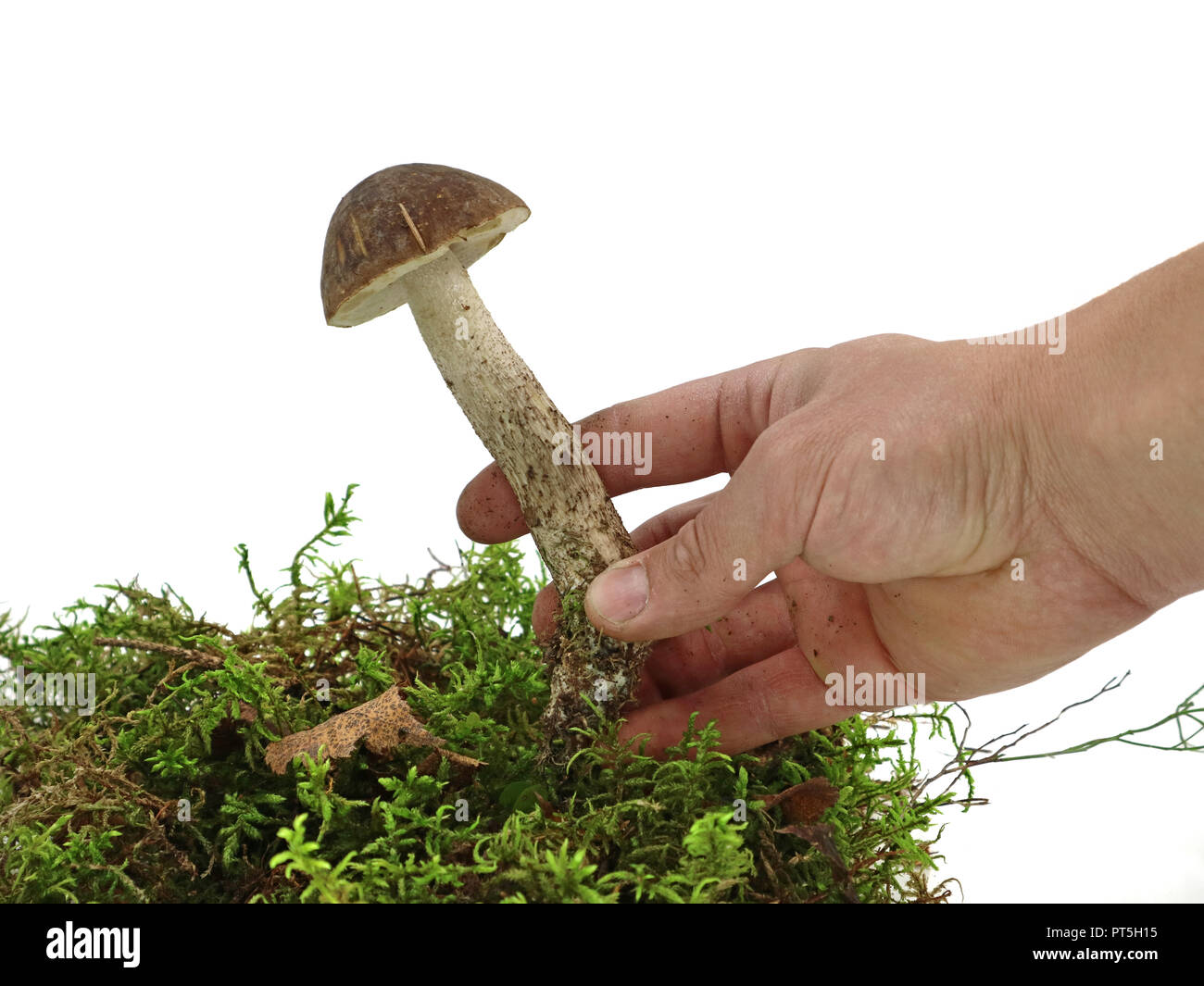 male hand is picking mushroom from moss isolated on white background, studio shot Stock Photo