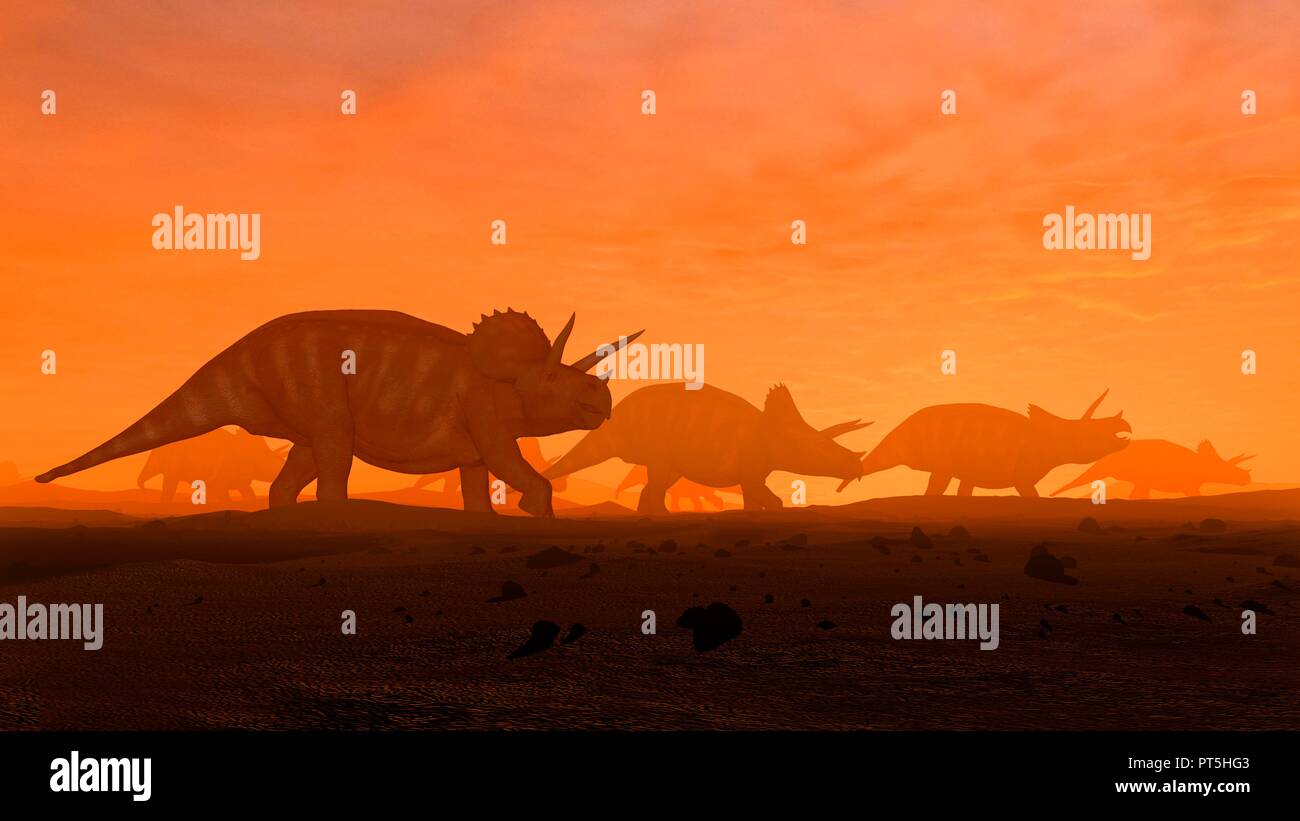 Illustration of a herd of triceratops dinosaurs. These animals were common in the late Cretaceous period, from around 70 million years ago until the extinction of the dinosaurs some 65 million years ago. Triceratops was a herbivorous dinosaur that could reach a length of up to nine metres. It used its horns and its neck shield to defend itself against attack. Like modern plains animals, they may have lived in herds, in what is now North America. Stock Photo