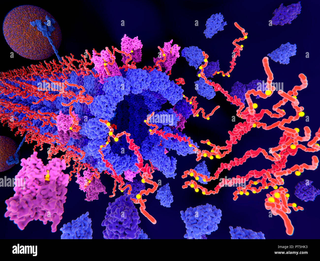 Tau protein in Alzheimer's disease,illustration.Pathological phosphorylation (yellow) of Tau proteins (red-orange) by kinases (blue-purple) affect nerve cells in what is called a neurofibrillary tangle.This illustration shows pathological aggregations of tau proteins causing disintegration of a microtubule (cylindrical structure).The transport of synaptic vesicles (orange-blue spheres,one at top left) is also interrupted.A neurofibrillary tangle consists of abnormal aggregates and insoluble fibres of the protein tau. Stock Photo