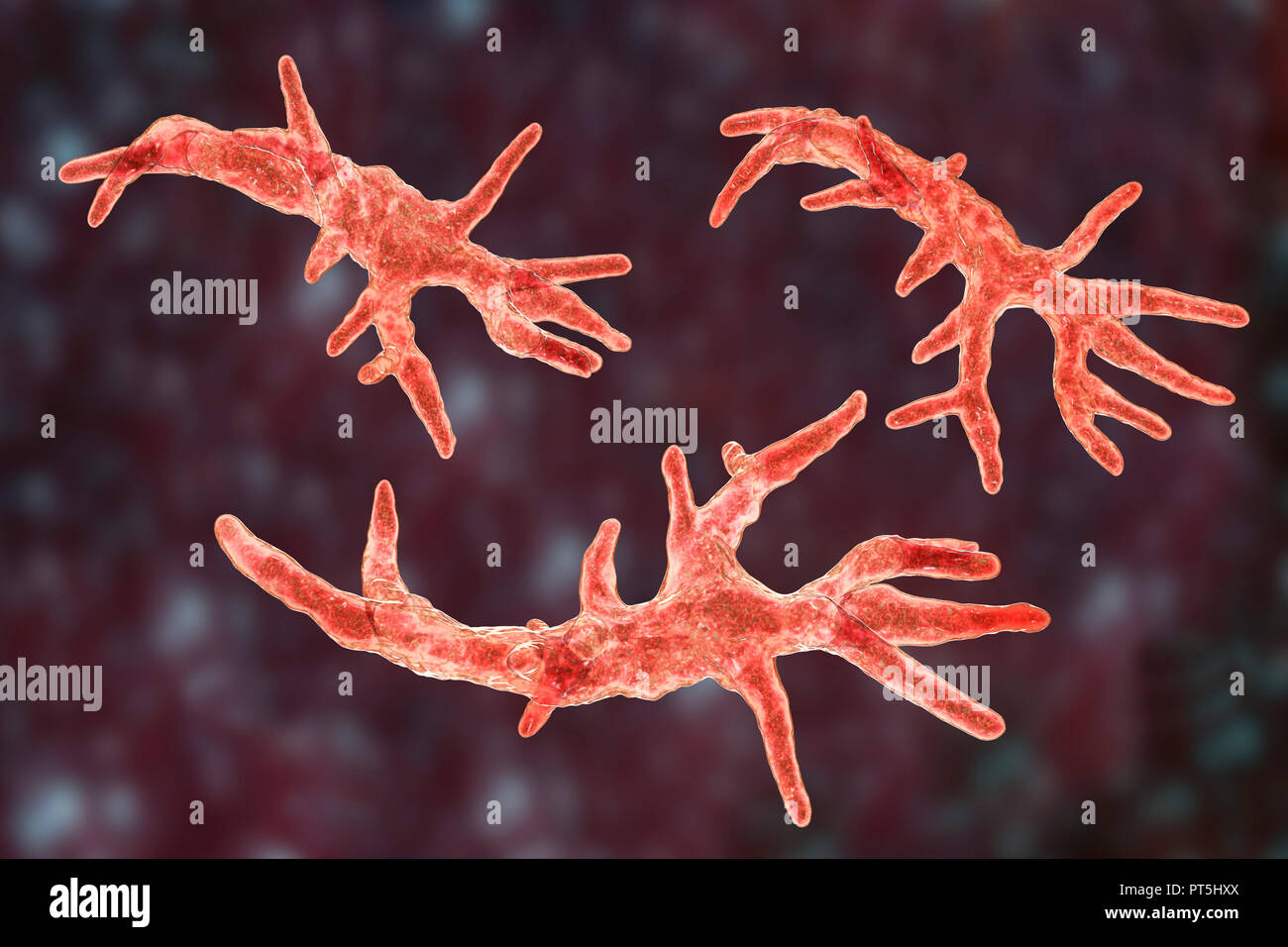 Balamuthia mandrillaris amoeba, computer illustration. This is the reproductive stage of the organism, the trophozoite form. B. mandrillaris, a free-living single-celled organism, is found in water and soil in temperate regions. Infections Balamuthia mandrillaris amoeba, computer illustration. This is the reproductive stage of the organism, the trophozoite form. B. mandrillaris, a free-living single-celled organism, is found in water and soil in temperate regions. Infections