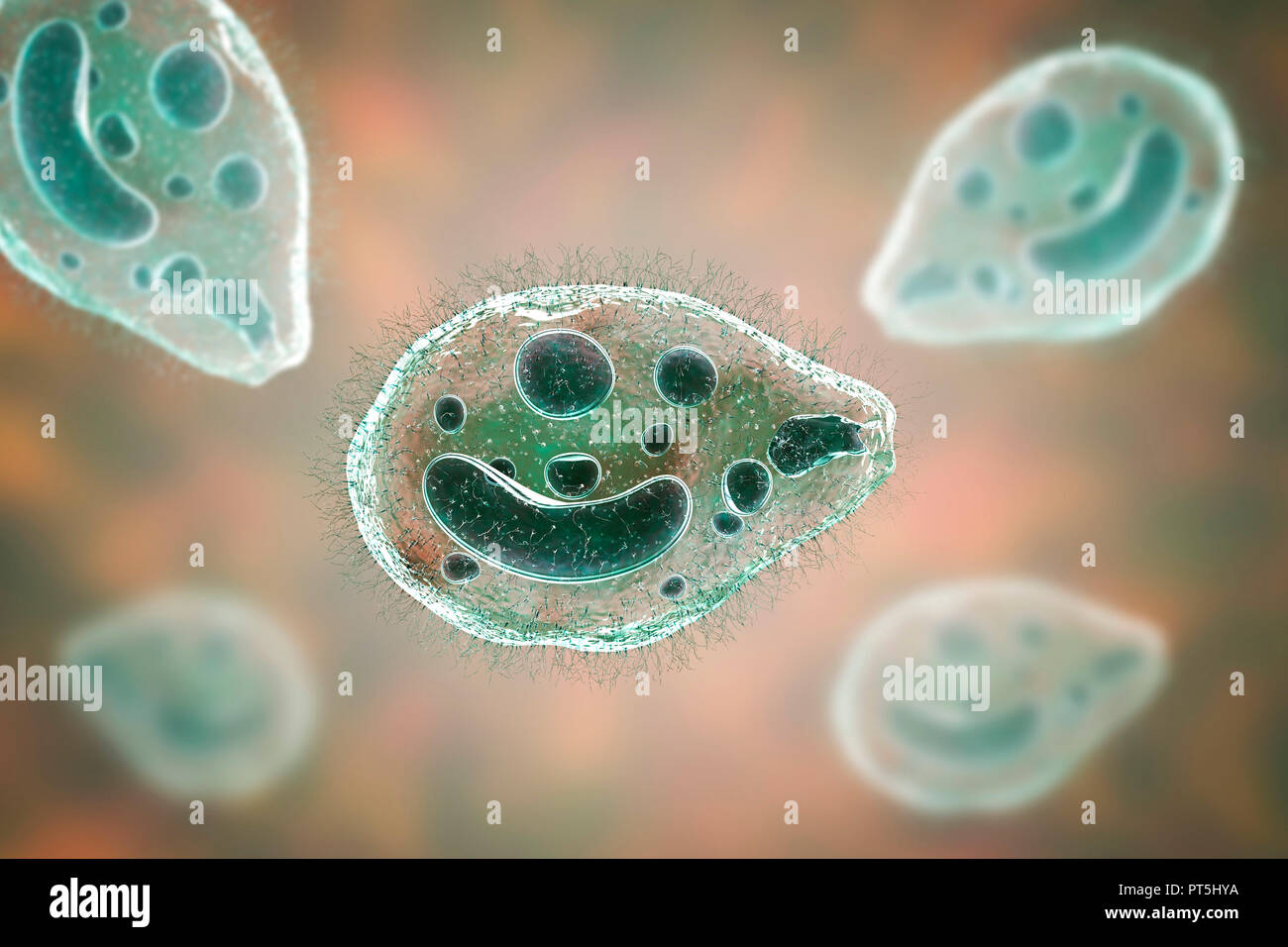 Computer illustration of the ciliate protozoan Balantidium coli, an intestinal parasite that may cause ulcers (balantidiasis) in the intestinal tract of humans. It is a rare form of dysentery, which is mainly limited to farm workers and those in close association with pigs. The parasites are common and harmless amongst pigs. They form cysts which pass out of the pigs in their faeces. Humans contract the disease through food or drink contaminated by such cysts. Stock Photo