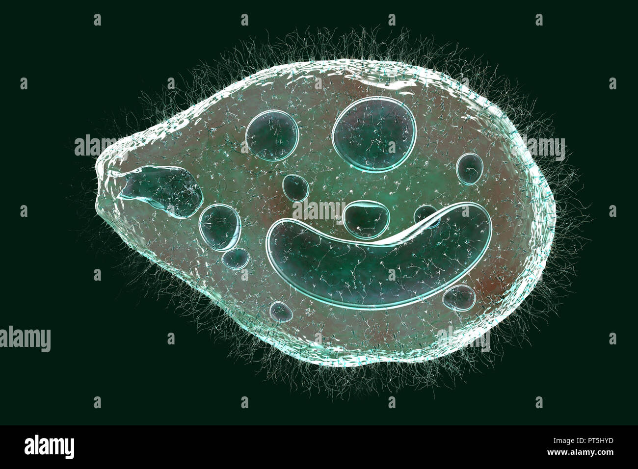 Computer illustration of the ciliate protozoan Balantidium coli, an intestinal parasite that may cause ulcers (balantidiasis) in the intestinal tract of humans. It is a rare form of dysentery, which is mainly limited to farm workers and those in close association with pigs. The parasites are common and harmless amongst pigs. They form cysts which pass out of the pigs in their faeces. Humans contract the disease through food or drink contaminated by such cysts. Stock Photo