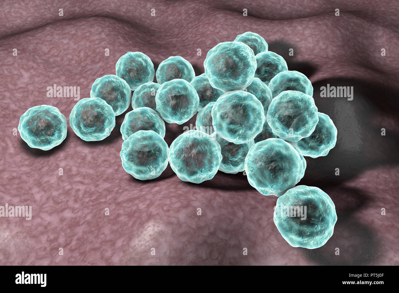 Chlamydia trachomatis bacteria, computer illustration. Chlamydia trachomatis causes a sexually transmitted infection that can go undetected causing infertility. It also causes the eye disease trachoma, which can lead to blindness. Stock Photo
