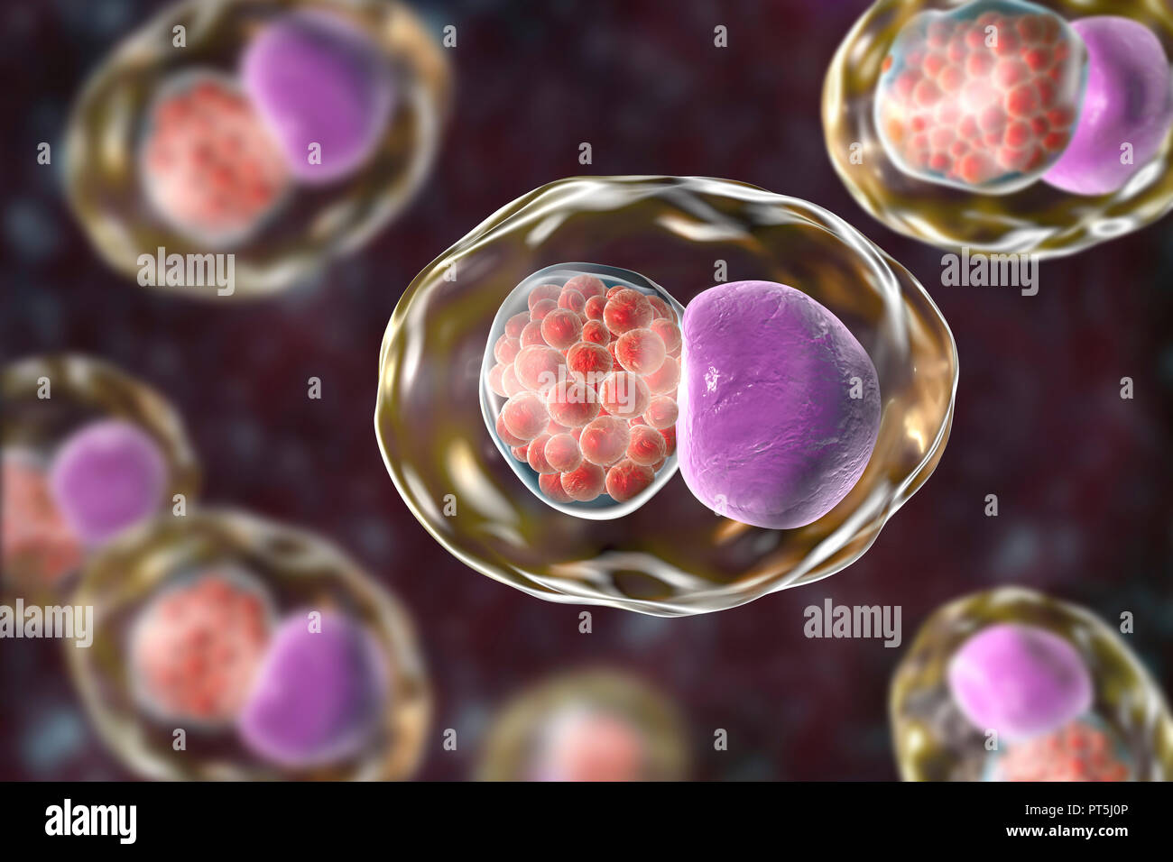 Chlamydia trachomatis bacteria. Computer illustration showing an inclusion composed of a group of chlamydia reticulate bodies (intracellular multiplying stage, small red spheres) near the nucleus (purple) of a cell. Chlamydia trachomatis causes a sexually transmitted infection that can go undetected causing infertility. It also causes the eye disease trachoma, which can lead to blindness. Stock Photo