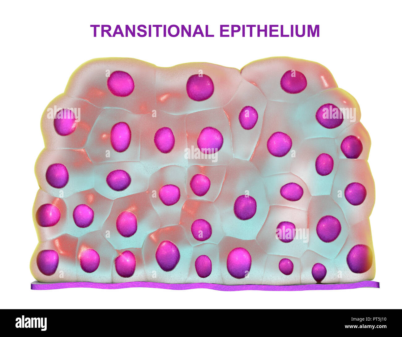 Transitional epithelium, computer illustration. This type of epithelium is found in urinary bladder. Stock Photo