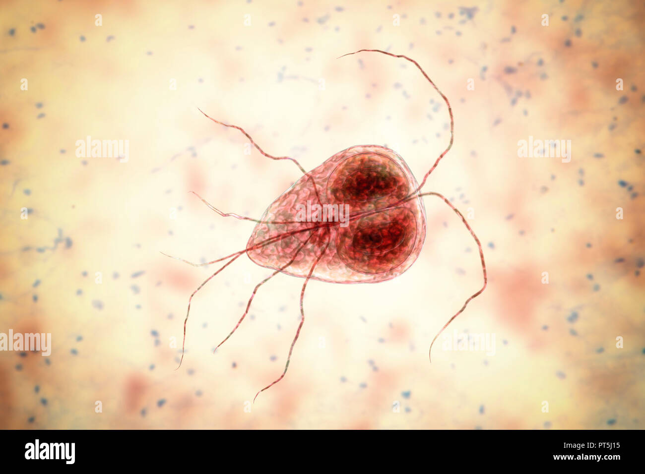 Giardia Lamblia Cysts In Stool Treatment Bruin Blog