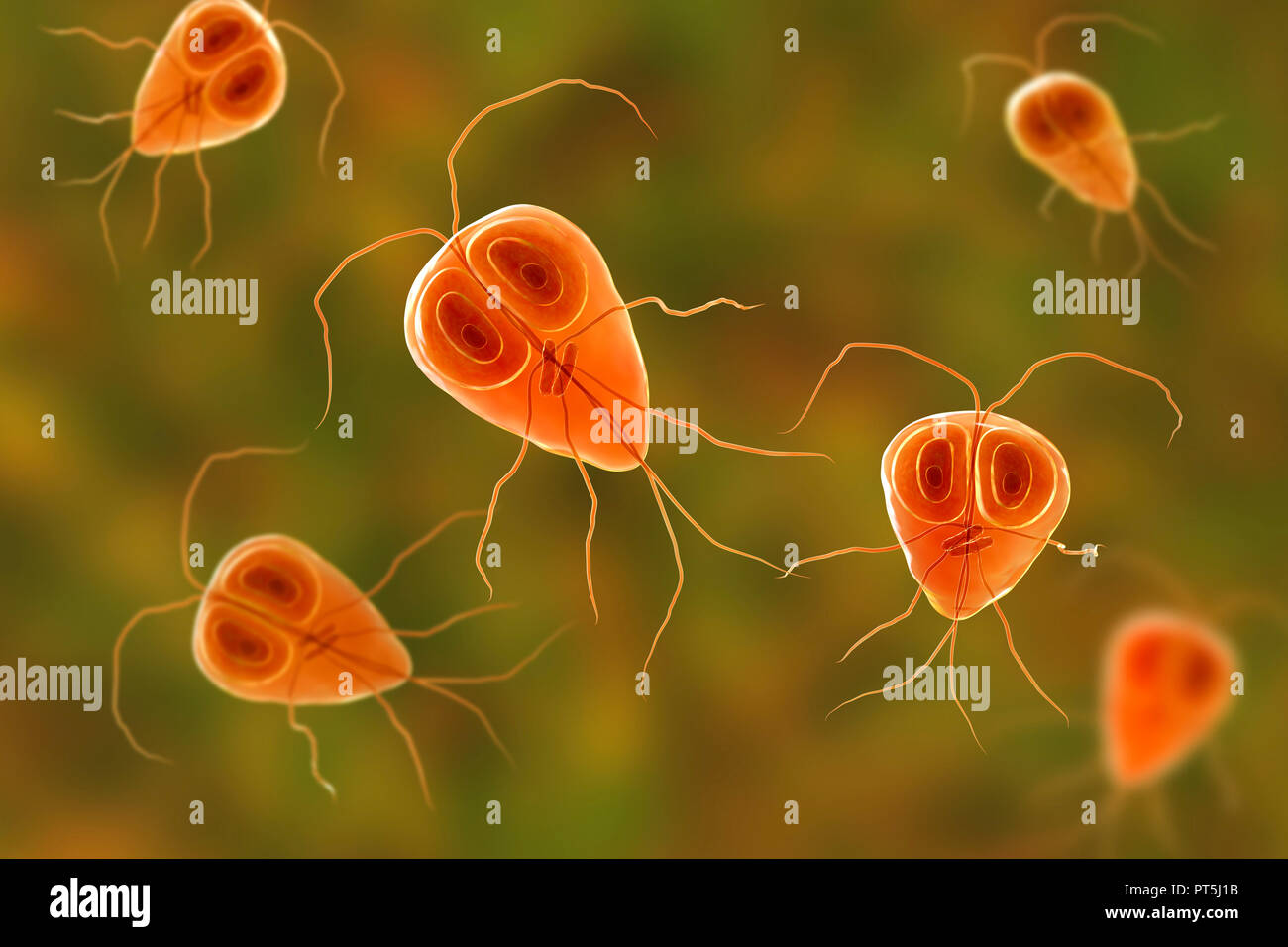 Giardia lamblia (Giardia intestinalis) parasite, computer illustration