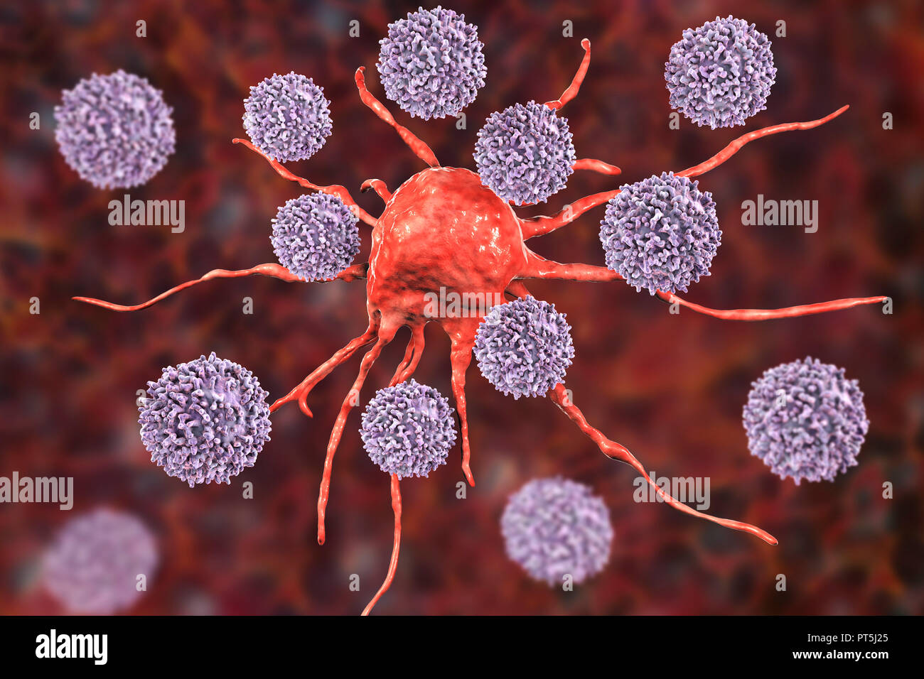 T lymphocyte cells attacking a cancer cell, computer illustration. T lymphocytes are a type of white blood cell that recognise a specific site (antigen) on the surface of cancer cells or pathogens and bind to it. Some T lymphocytes then signal for other immune system cells to eliminate the cell. The genetic changes that cause a cell to become cancerous lead to the presentation of tumour antigens on the cell's surface. Stock Photo