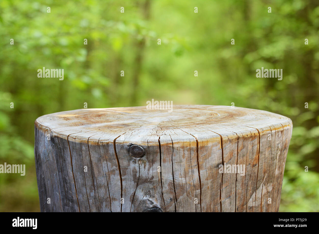 Empty tree trunk for display montages Stock Photo - Alamy