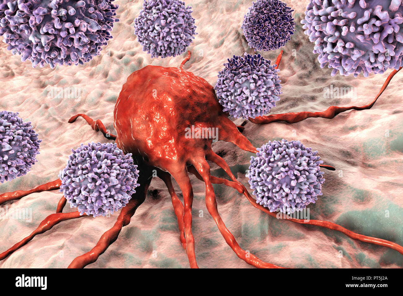 T lymphocyte cells attacking a cancer cell, computer illustration. T lymphocytes are a type of white blood cell that recognise a specific site (antigen) on the surface of cancer cells or pathogens and bind to it. Some T lymphocytes then signal for other immune system cells to eliminate the cell. The genetic changes that cause a cell to become cancerous lead to the presentation of tumour antigens on the cell's surface. Stock Photo