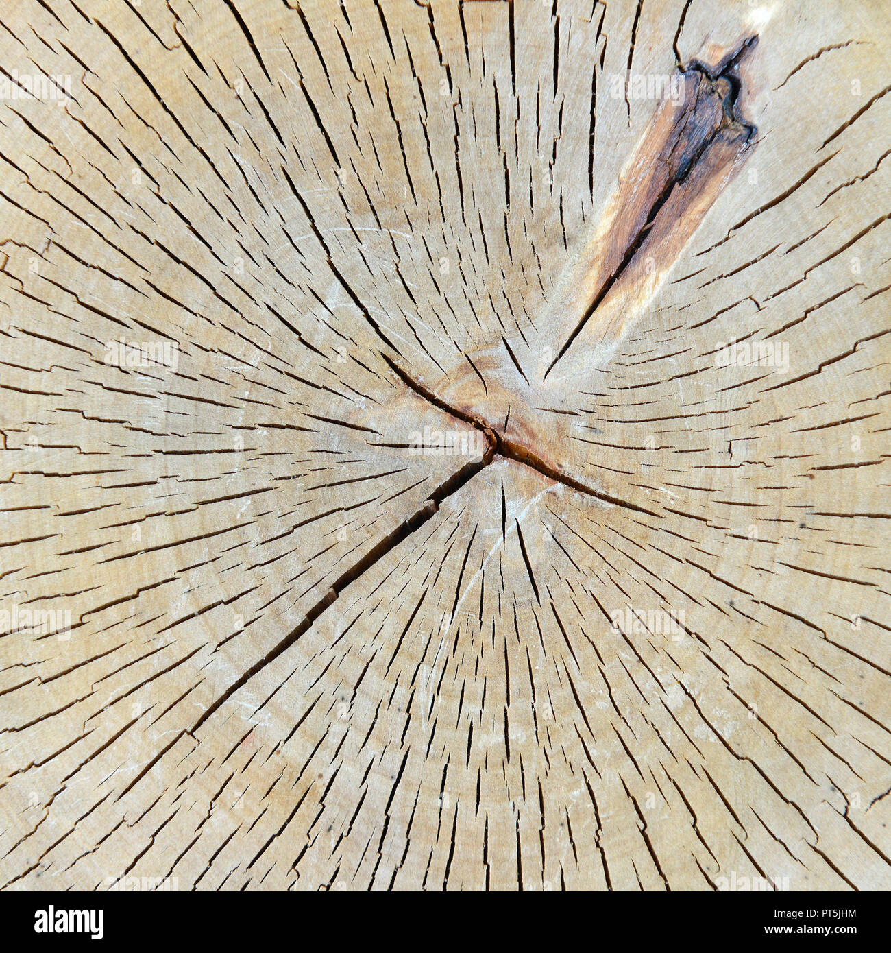 Tree trunk texture Stock Photo - Alamy