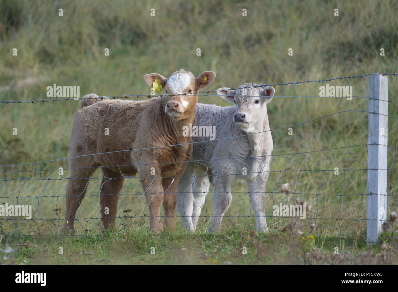 Close up of highland cattle young calf calves in a grassy field behind barbed wire fence near Tarbert on the Isle of Harris Outer Hebrides Scotland UK Stock Photo