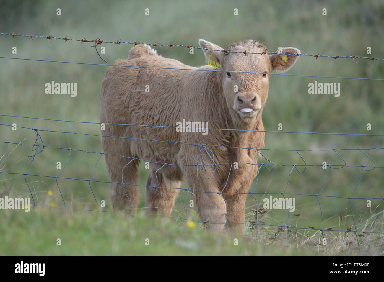 Close up of highland cattle young calf calves in a grassy field behind barbed wire fence near Tarbert on the Isle of Harris Outer Hebrides Scotland UK Stock Photo