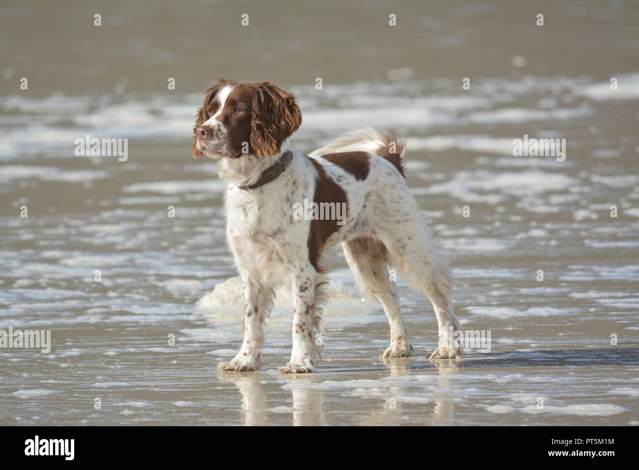 Liver and white English Springer Spaniel standing at the edge of the sea looking into the distance on a sandy beach with sea foam re mans best friend Stock Photo