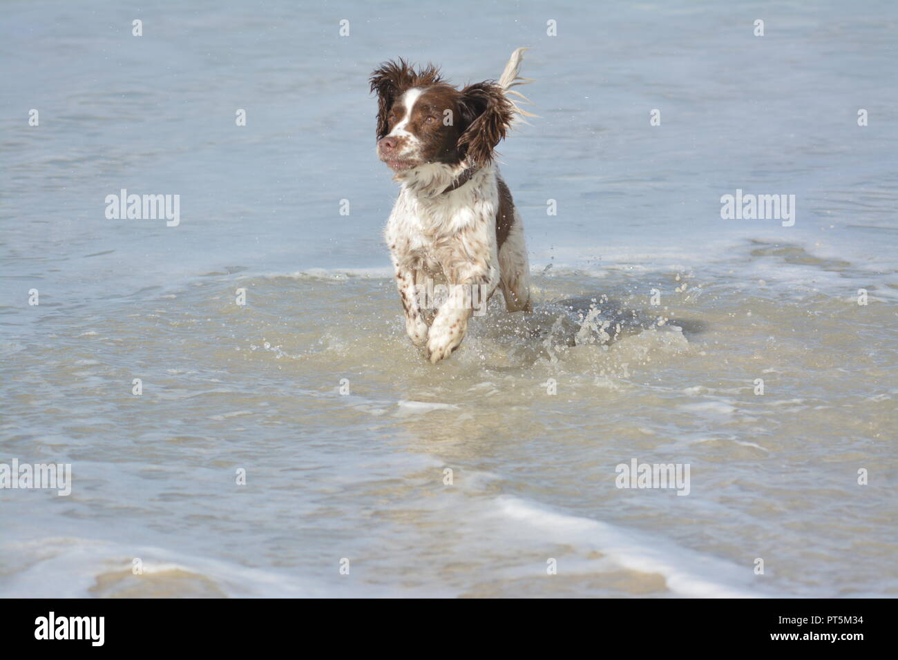 Liver and white English Springer Spaniel playing in the sea and leaping forwards over tiny waves re exercising dogs and playful pets Stock Photo