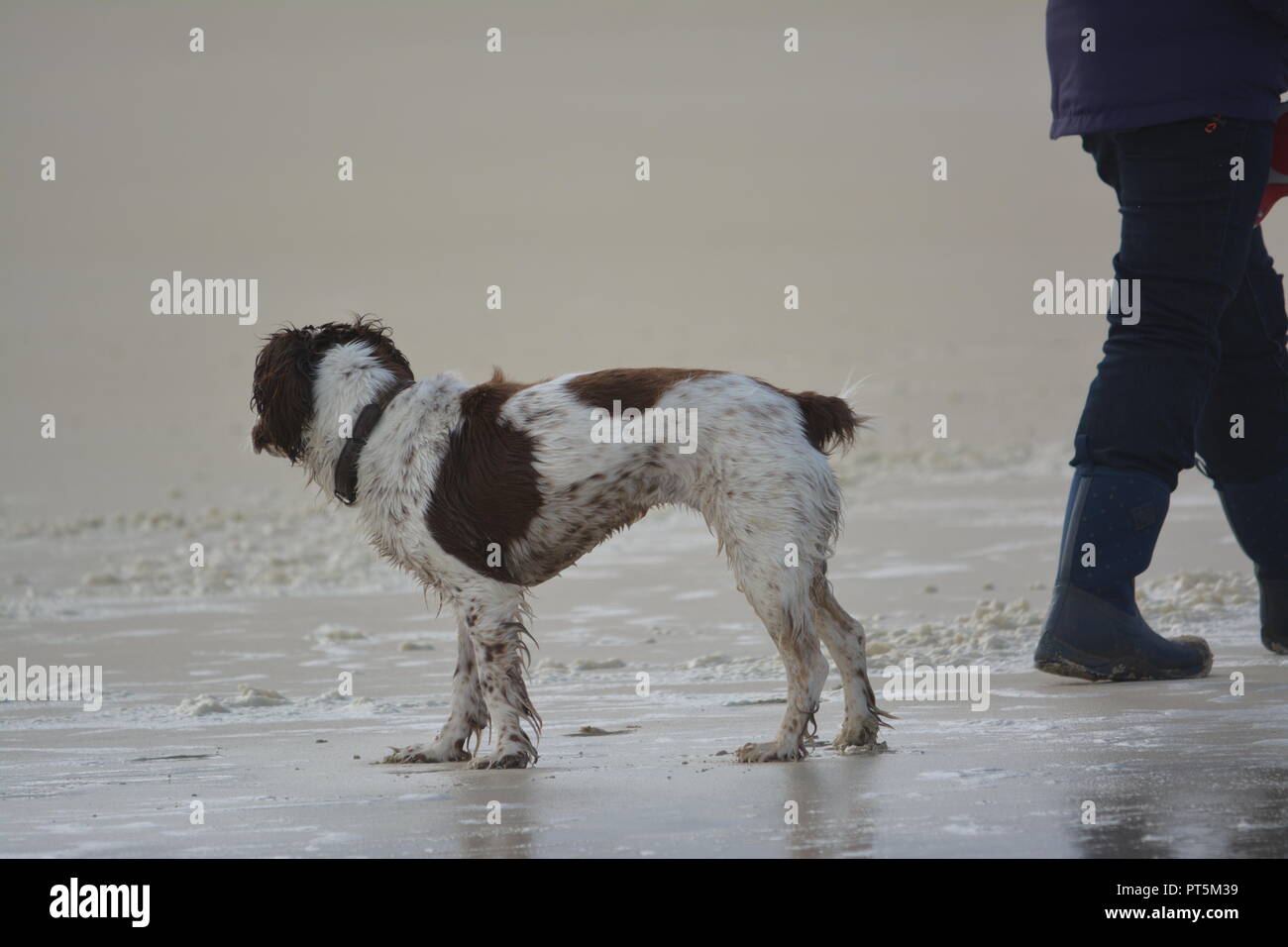 wet liver and white English Springer Spaniel close to the sea on a sandy beach after a dip in the water with close up of owners lower body and legs Stock Photo
