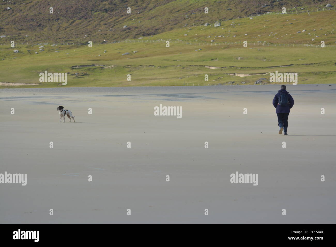 Liver and white English springer spaniel on beautiful fine sand deserted beach on Isle of Harris exercising with owner with green landscape and hills Stock Photo