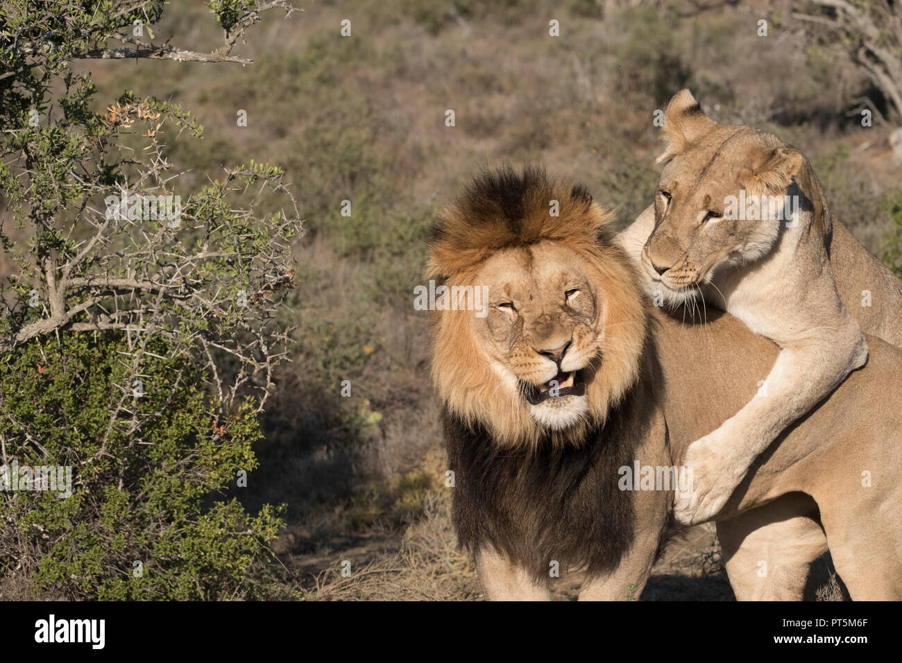 male and female lion engaging in mating rituals - Kuzuko Lodge, Eastern Cape, South Africa Stock Photo