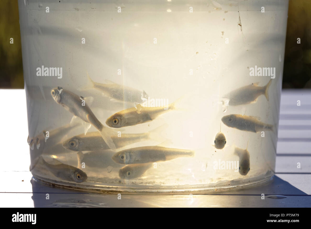 Small live silver minnows as bait for predatory fish in a plastic box with  water on the table Stock Photo - Alamy