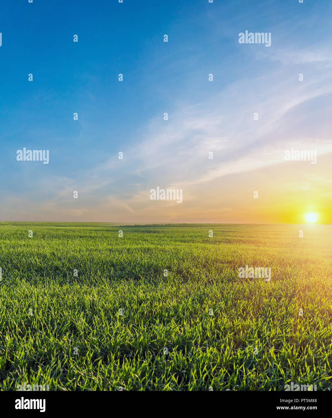 Green field of winter wheat, blue sky and sunset Stock Photo - Alamy