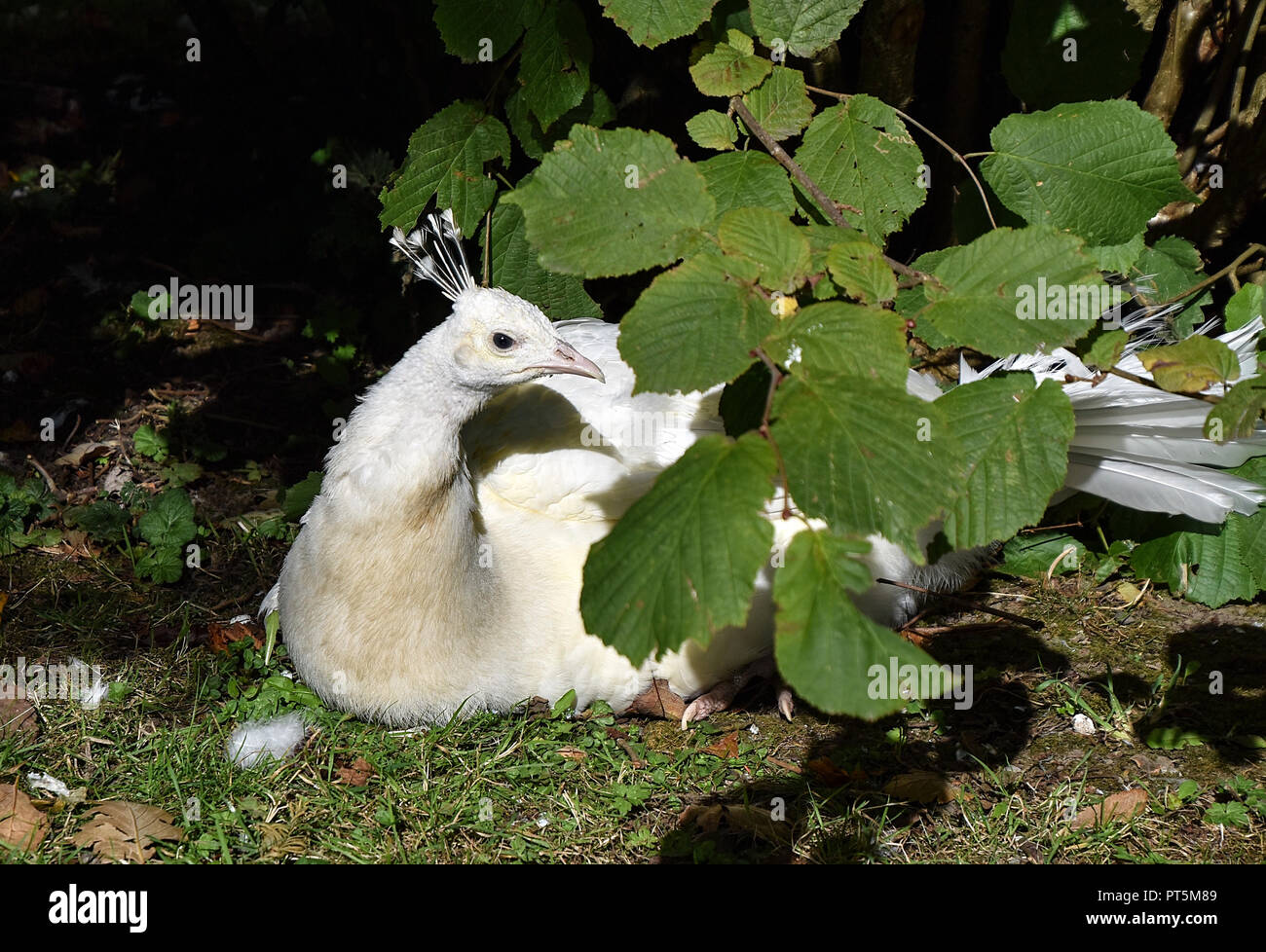 White Peafowl Stock Photo