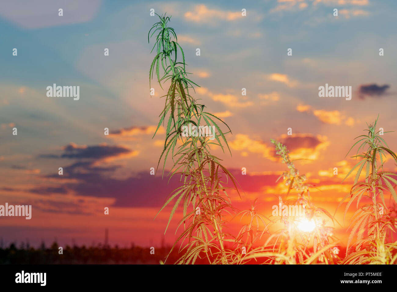 Cannabis in the golden summer light, background of marijuana. Stock Photo