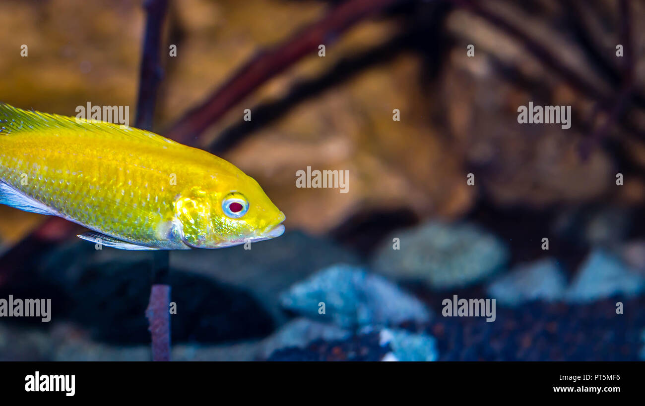 lemon cichlid fish Labidochromis caeruleus Stock Photo
