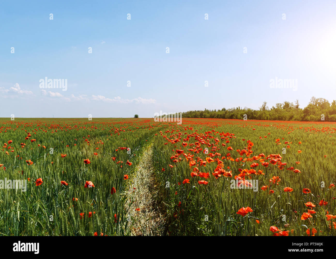 red poppy field with sunny sky Stock Photo - Alamy