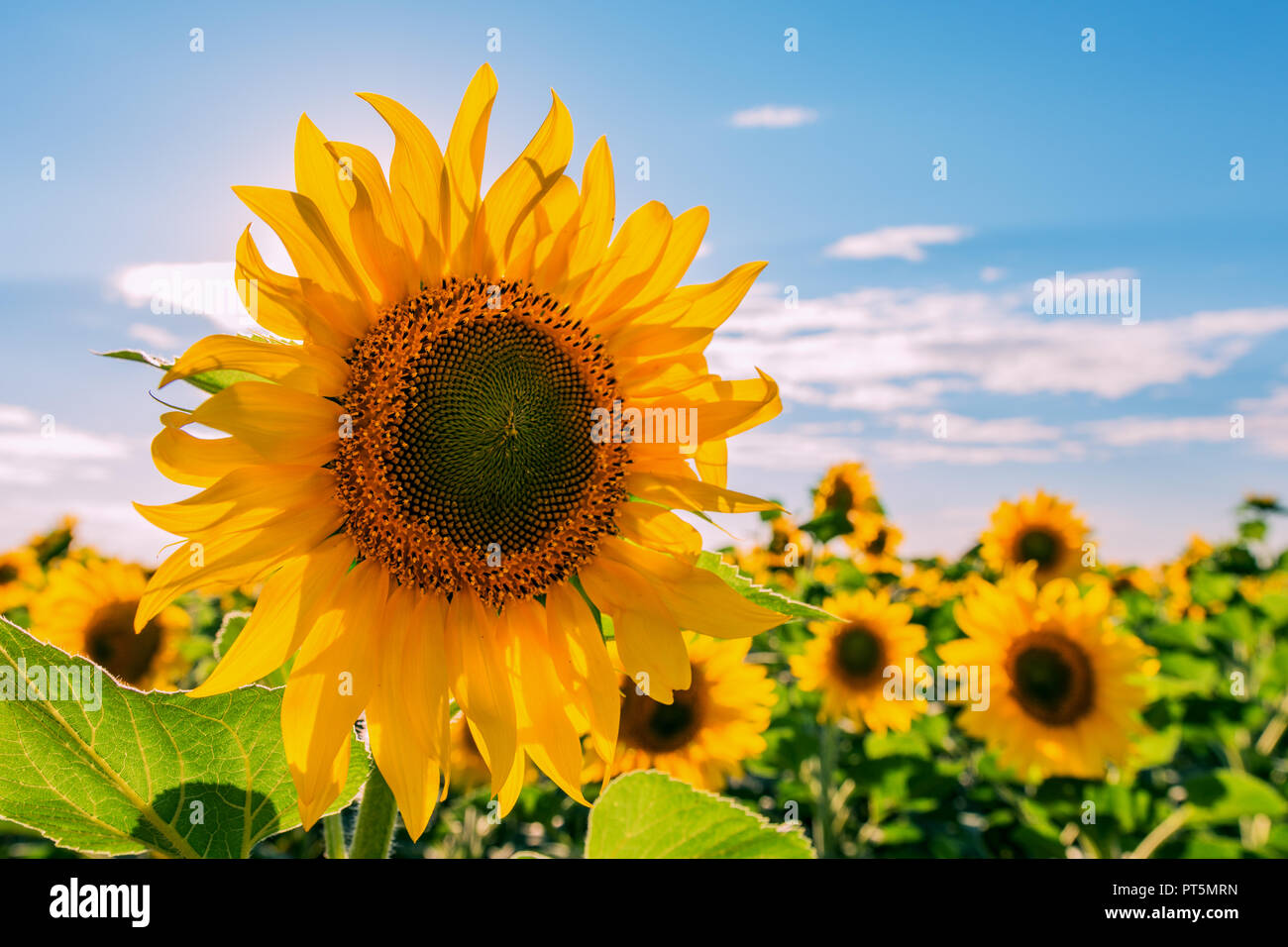 field of blooming sunflowers on a background sunset Stock Photo - Alamy