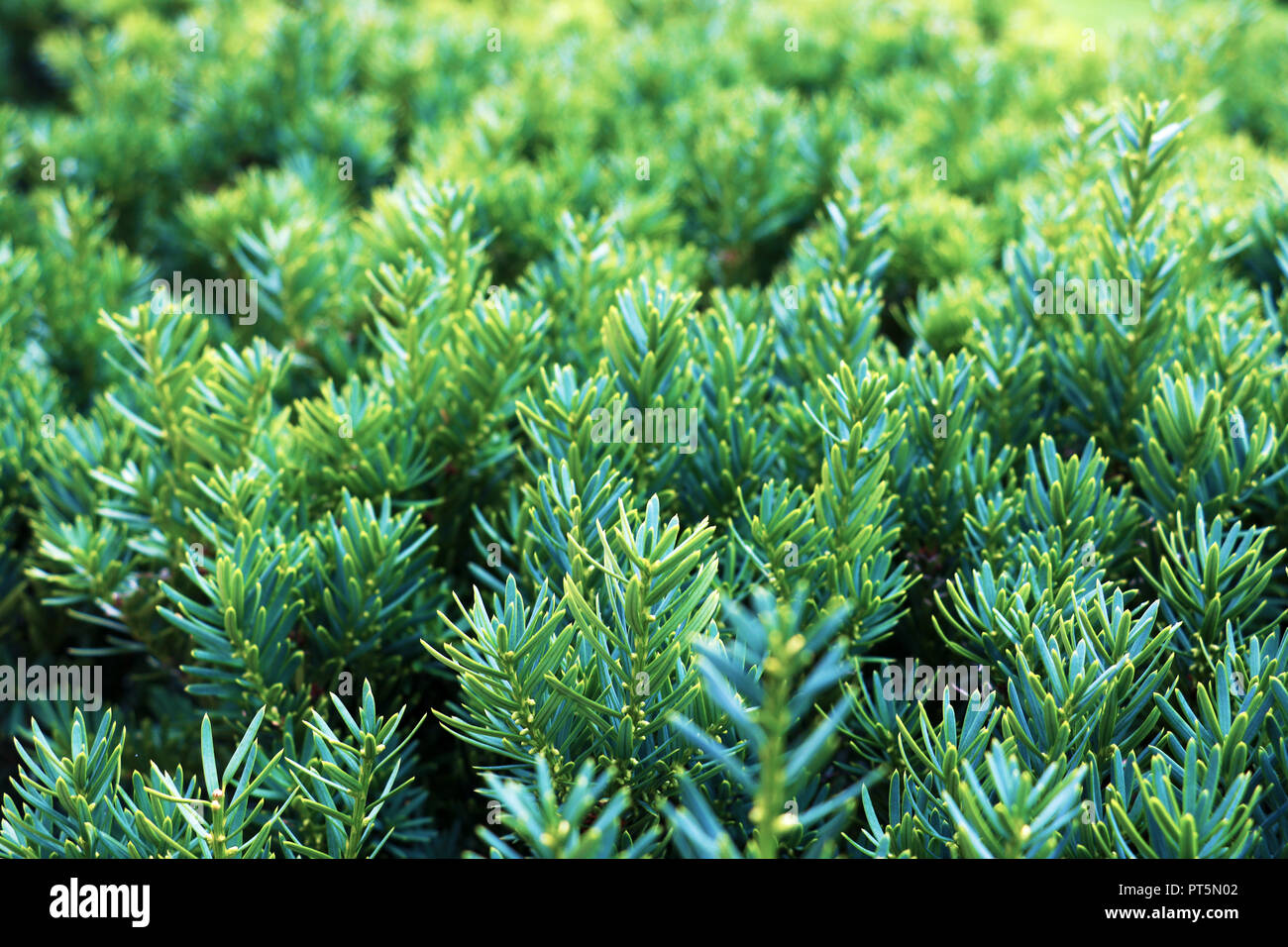 Popular ornamental plants green juniper. It can be used as a background close - up. Stock Photo