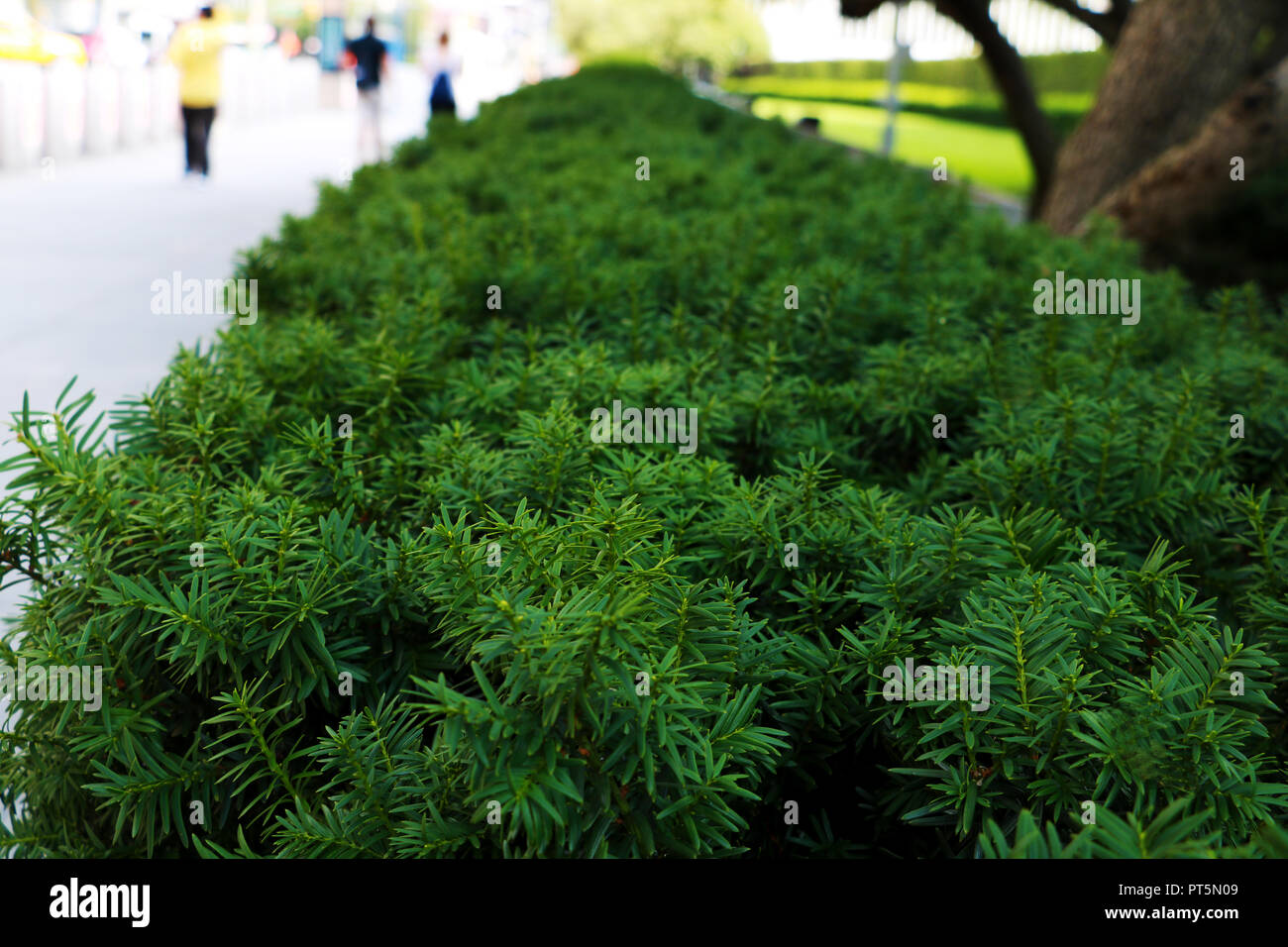 Nature background with green needle-like juniper leaves. Stock Photo