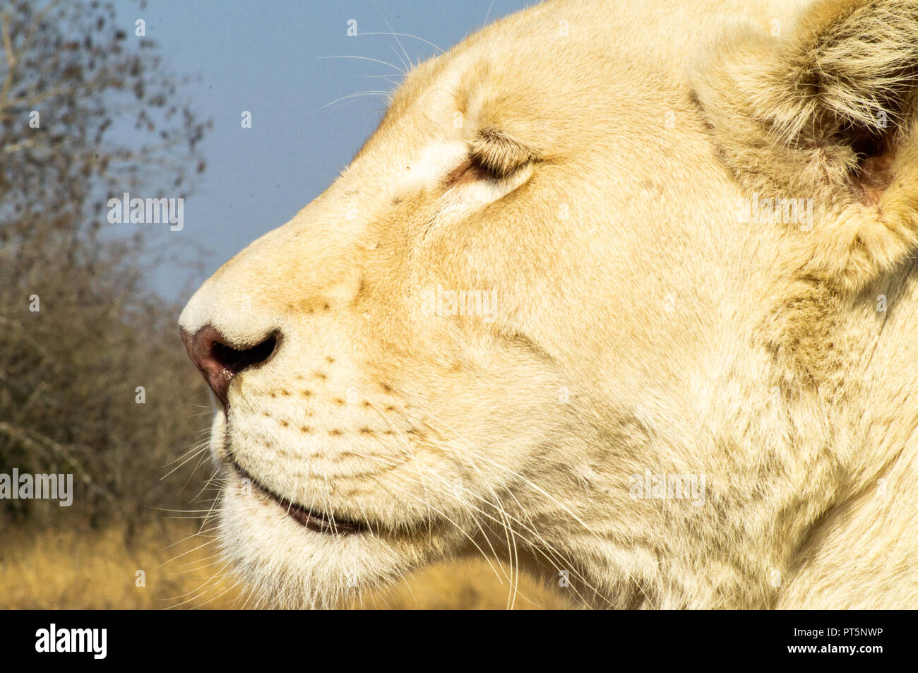 South Africa - Kruger Park - Lions Stock Photo